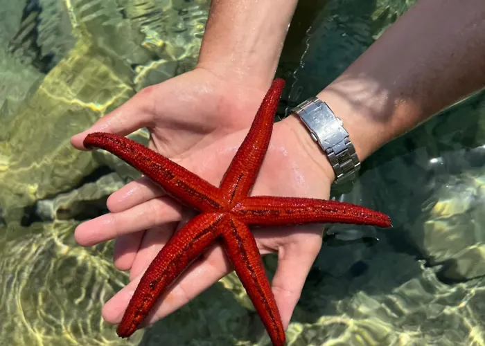 Séjour chez l'habitant The Outlook - Bedrooms Korčula